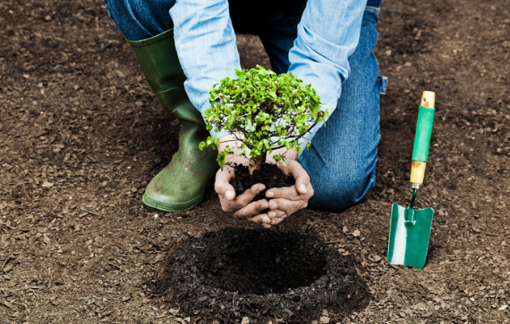 Plant a Tree