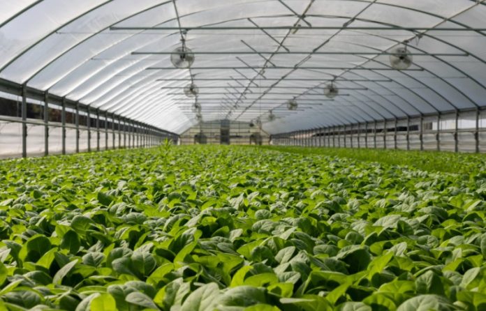 quick guide to buying a greenhouse