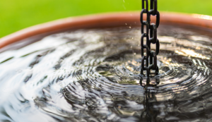 Harvest Rainwater