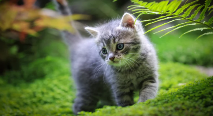 7 Tips To Take Care Of Your Cat This Summer