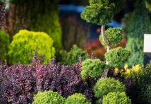 10 Best Deer-Resistant Shrubs for Landscaping 10 Best Deer-Resistant Shrubs for Landscaping