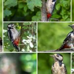 Tips for Creating an Eye-Catching Photo Collage