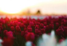 Guide to the Tulip Season in England: Tips for Buying and Choosing the Best Places guide to tulip season in england